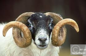 Attēlu rezultāti vaicājumam “Ovis aries”