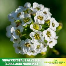 Attēlu rezultāti vaicājumam “Lobularia maritima”