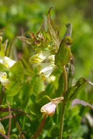 Attēlu rezultāti vaicājumam “Melampyrum pratense”