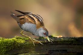 Image result for Porzana parva