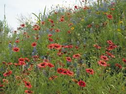 Image result for Gaillardia amblyodon