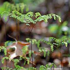 Attēlu rezultāti vaicājumam “Diderma radiatum young”