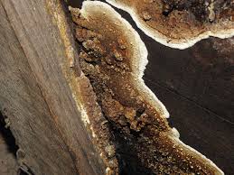 Attēlu rezultāti vaicājumam “Coniophora puteana”