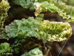 Attēlu rezultāti vaicājumam “Barbilophozia lycopodioides macro”