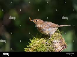 Attēlu rezultāti vaicājumam “Erithacus rubecula juvenile”