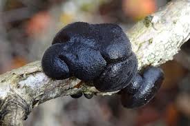 Attēlu rezultāti vaicājumam “Exidia truncata”