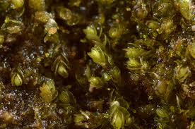 Attēlu rezultāti vaicājumam “Nardia geoscyphus”