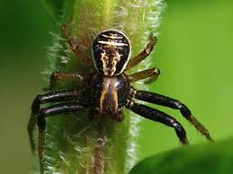 Attēlu rezultāti vaicājumam “Xysticus ulmi”