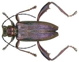 Attēlu rezultāti vaicājumam “Donacia clavipes”