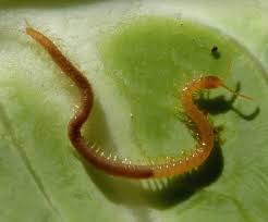 Attēlu rezultāti vaicājumam “Geophilidae”