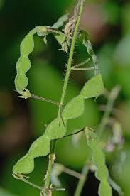 Attēlu rezultāti vaicājumam “Comatricha meandrispora stalked”