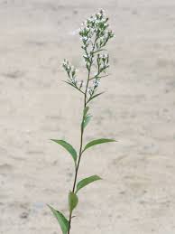 Attēlu rezultāti vaicājumam “Symphyotrichum x salignum leaf”