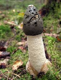 Attēlu rezultāti vaicājumam “Phallus impudicus”