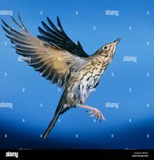 Attēlu rezultāti vaicājumam “Turdus philomelos adult”