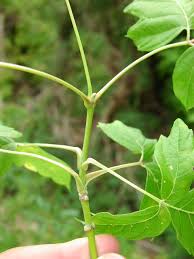 Attēlu rezultāti vaicājumam “Acer negundo leaf”