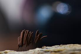 Attēlu rezultāti vaicājumam “Stemonitis marjana macro”