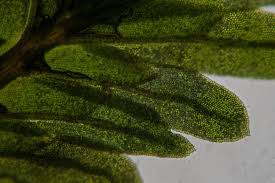 Attēlu rezultāti vaicājumam “Fissidens bryoides”