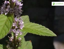 Attēlu rezultāti vaicājumam “Mentha x verticillata leaf”