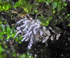 Attēlu rezultāti vaicājumam “Milesina murariae”