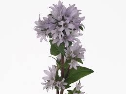 Attēlu rezultāti vaicājumam “Campanula glomerata leaf”