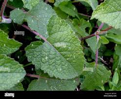 Attēlu rezultāti vaicājumam “Salvia verticillata leaf”