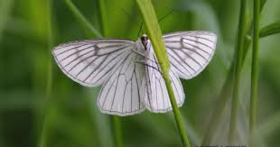 Attēlu rezultāti vaicājumam “Siona lineata”