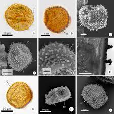 Attēlu rezultāti vaicājumam “Plagiochila porelloides sporophyte”