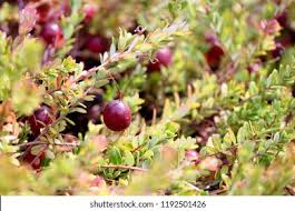 Attēlu rezultāti vaicājumam “Oxycoccus fruit”