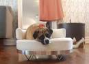 Picture: Round-About-designer-dogs-bed.jpg provided by 4-Legged ...