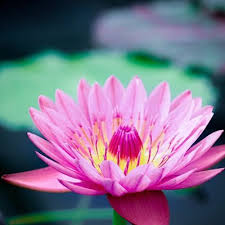 「シア・ハス」の画像検索結果