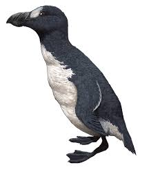 Image result for Pinguinus impennis