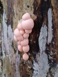 Attēlu rezultāti vaicājumam “Lycogala irregulare macro”