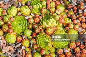 Attēlu rezultāti vaicājumam “Jovibarba globifera leaf”