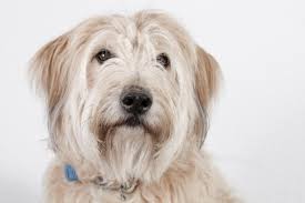 Image result for catalans universals