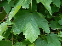 Attēlu rezultāti vaicājumam “Acer pseudoplatanus leaf”