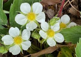Attēlu rezultāti vaicājumam “Fragaria vesca flower”