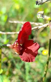 Attēlu rezultāti vaicājumam “Enteridium liceoides macro”