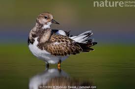 Attēlu rezultāti vaicājumam “Arenaria interpres”