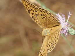 Attēlu rezultāti vaicājumam “Argynnis laodice male”