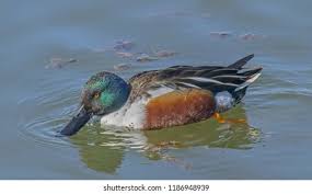 Attēlu rezultāti vaicājumam “Anas clypeata male”