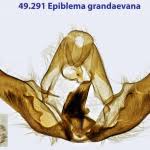 Attēlu rezultāti vaicājumam “Epiblema grandaevana”