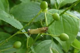 Attēlu rezultāti vaicājumam “Taphrina padi”