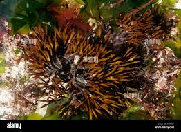 Attēlu rezultāti vaicājumam “Furcellaria lumbricalis”