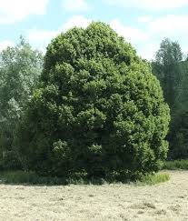 Attēlu rezultāti vaicājumam “Tilia platyphyllos Laciniata”
