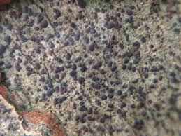 Attēlu rezultāti vaicājumam “Arthonia spadicea”