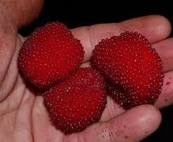 Attēlu rezultāti vaicājumam “Rubus illecebrosus fruit”