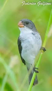 Attēlu rezultāti vaicājumam “Neckera complanata sporophyte”