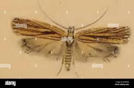 Attēlu rezultāti vaicājumam “Agonopterix hypericella”