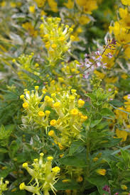 Attēlu rezultāti vaicājumam “Linaria loeselii flower”