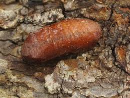 Attēlu rezultāti vaicājumam “Cimbex luteus”